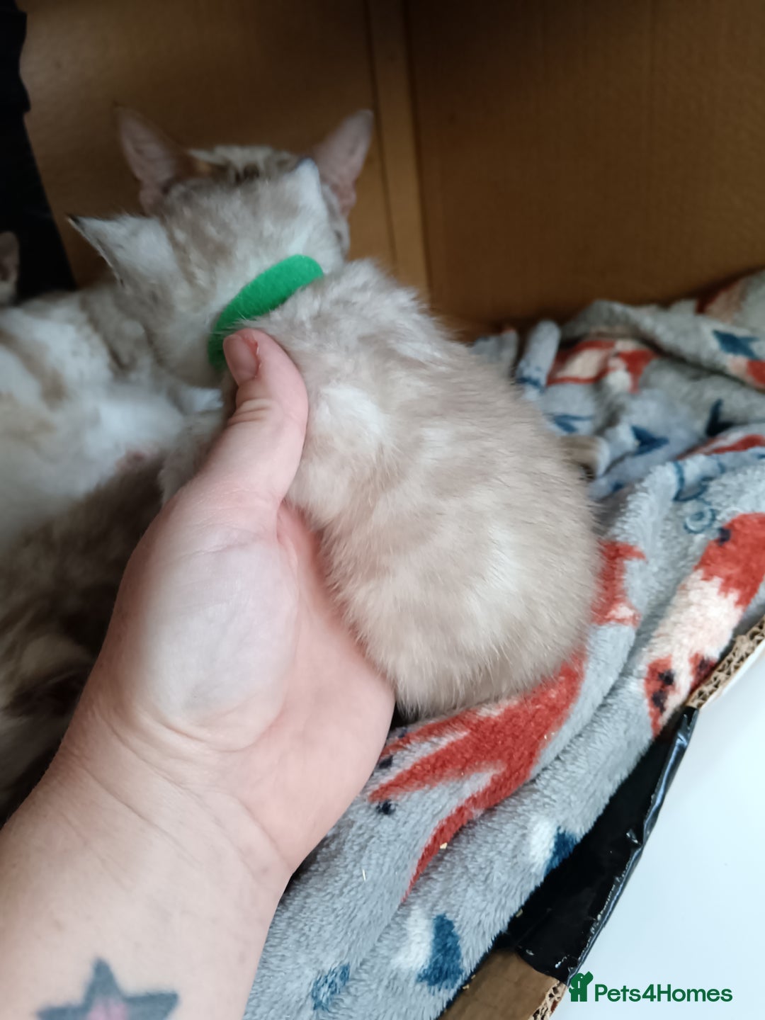 Bengal cats for sale: Tica RG pure bengals  - Image 6