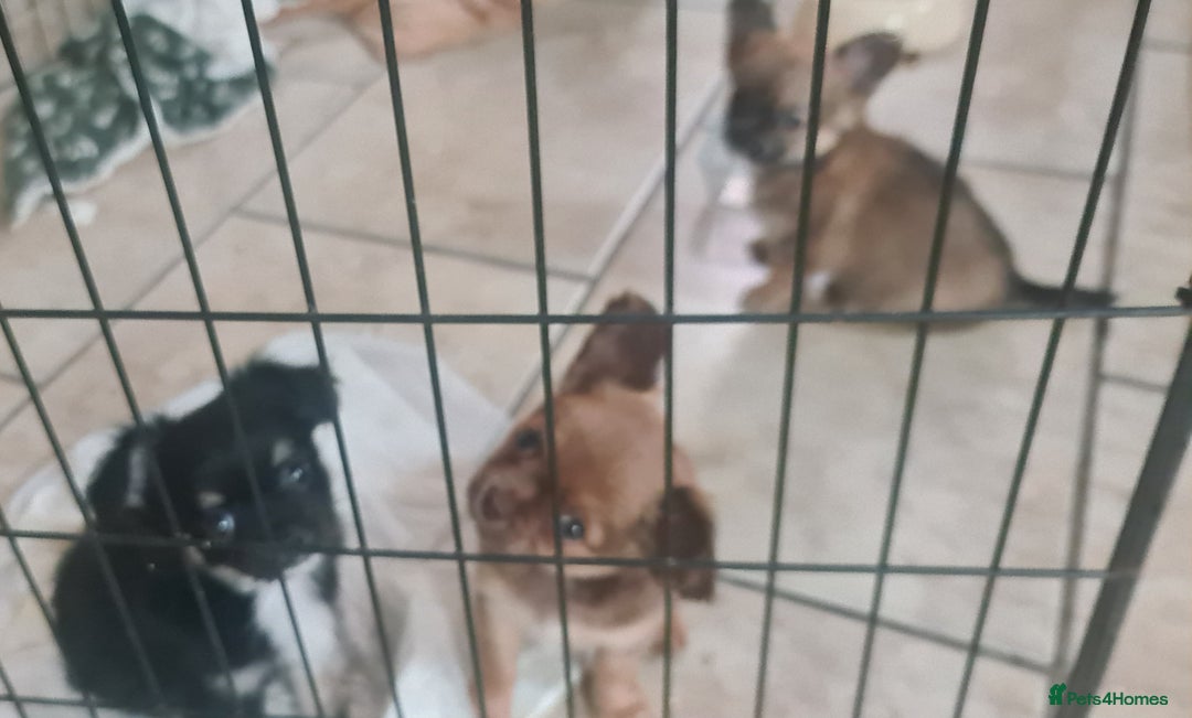 Chihuahua dogs for sale: 3 beautiful boy pedigree chihuahuas - Image 8
