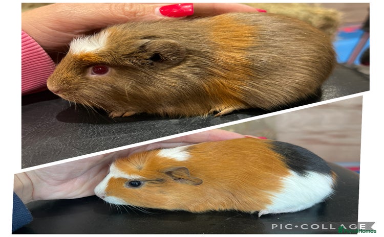 Guinea Pig rodents - Advert 7