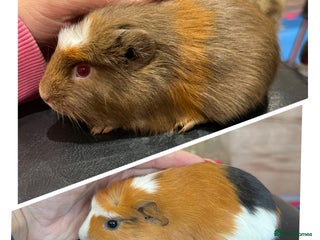 Guinea Pig rodents - Advert 5