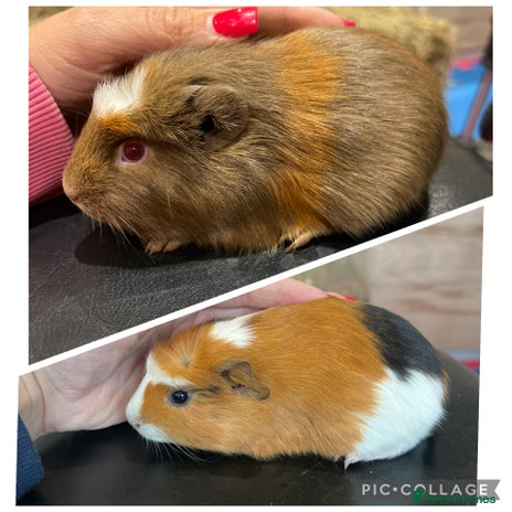 Guinea Pig rodents - Advert 4