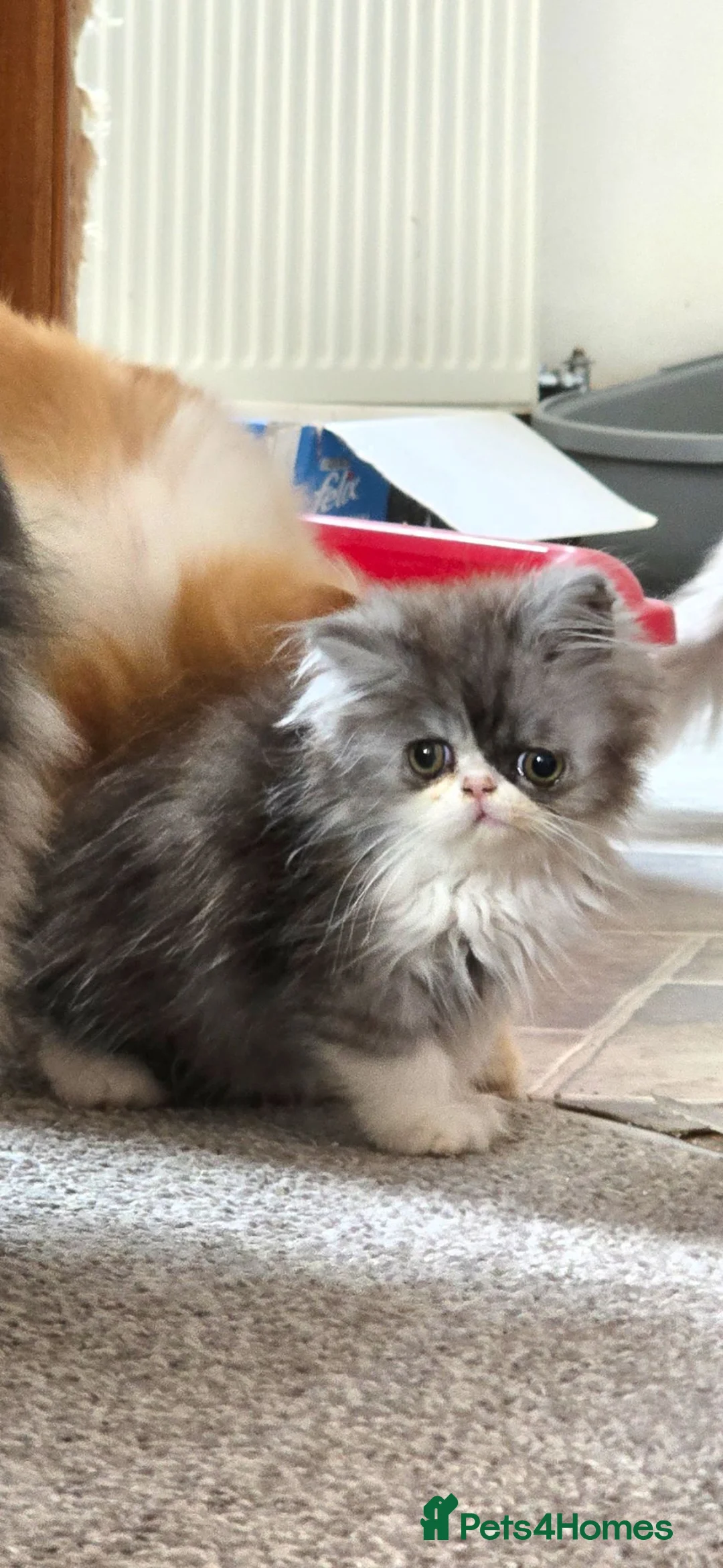 Persian cats for sale: ❤️‍🔥💜  **  PERSIAN KITTENS ❤️‍🔥💜 - Advert 9