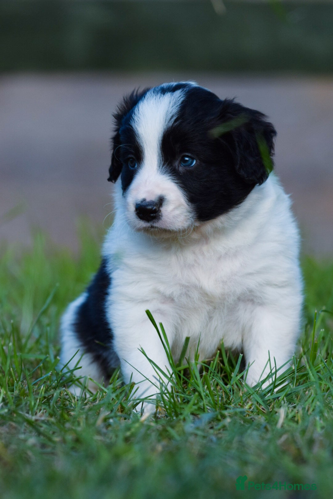 Sprollie dogs for sale: 7 Sprollie X Border Collie pups - Image 7