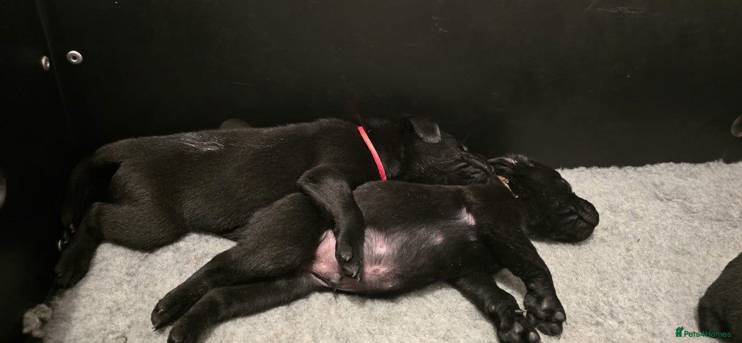 Labrador Retriever dogs for sale: Beautiful boys - Image 17