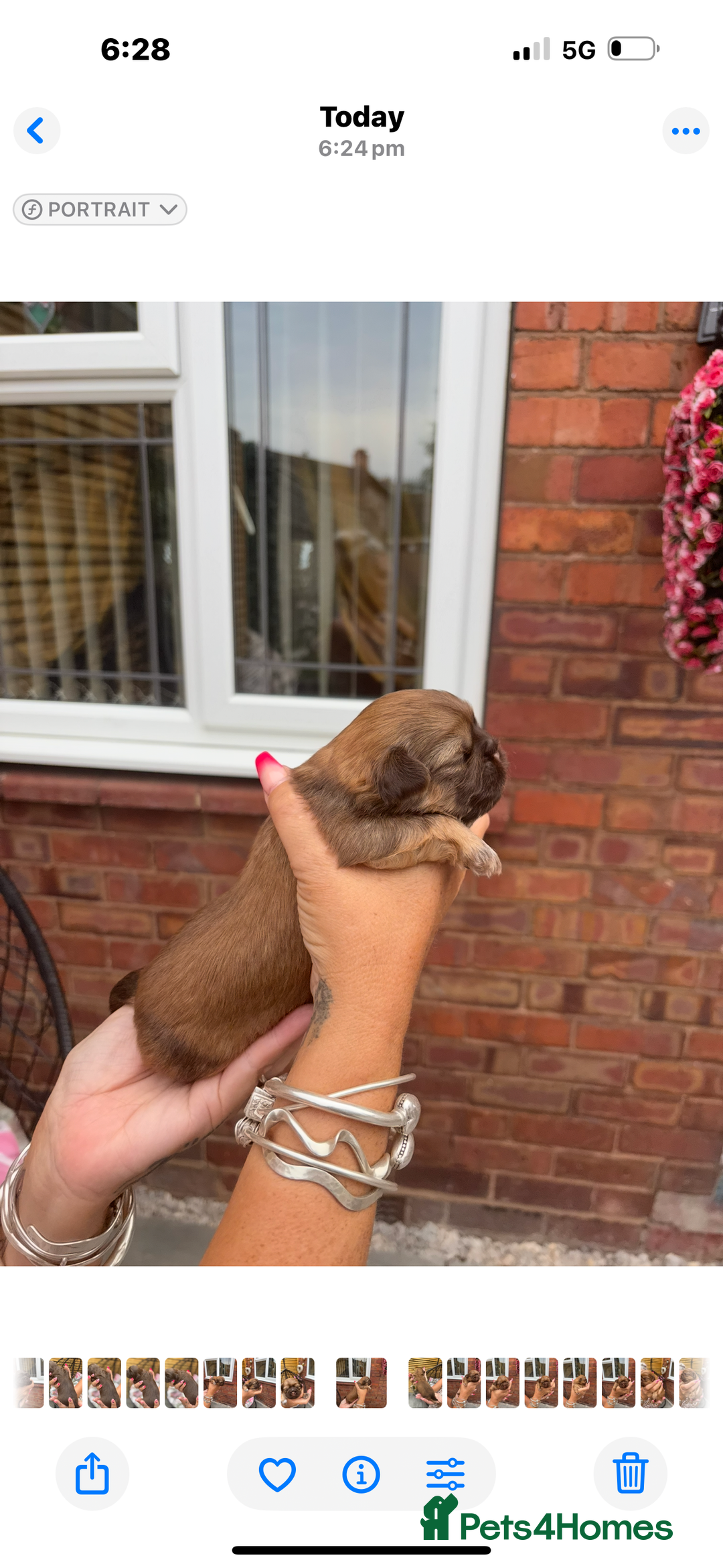 Shih Tzu dogs for sale: Imperial shih tzu puppies - Image 21