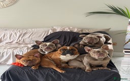 French Bulldog dogs for sale: Full Isabella loving French bulldog - Image 7