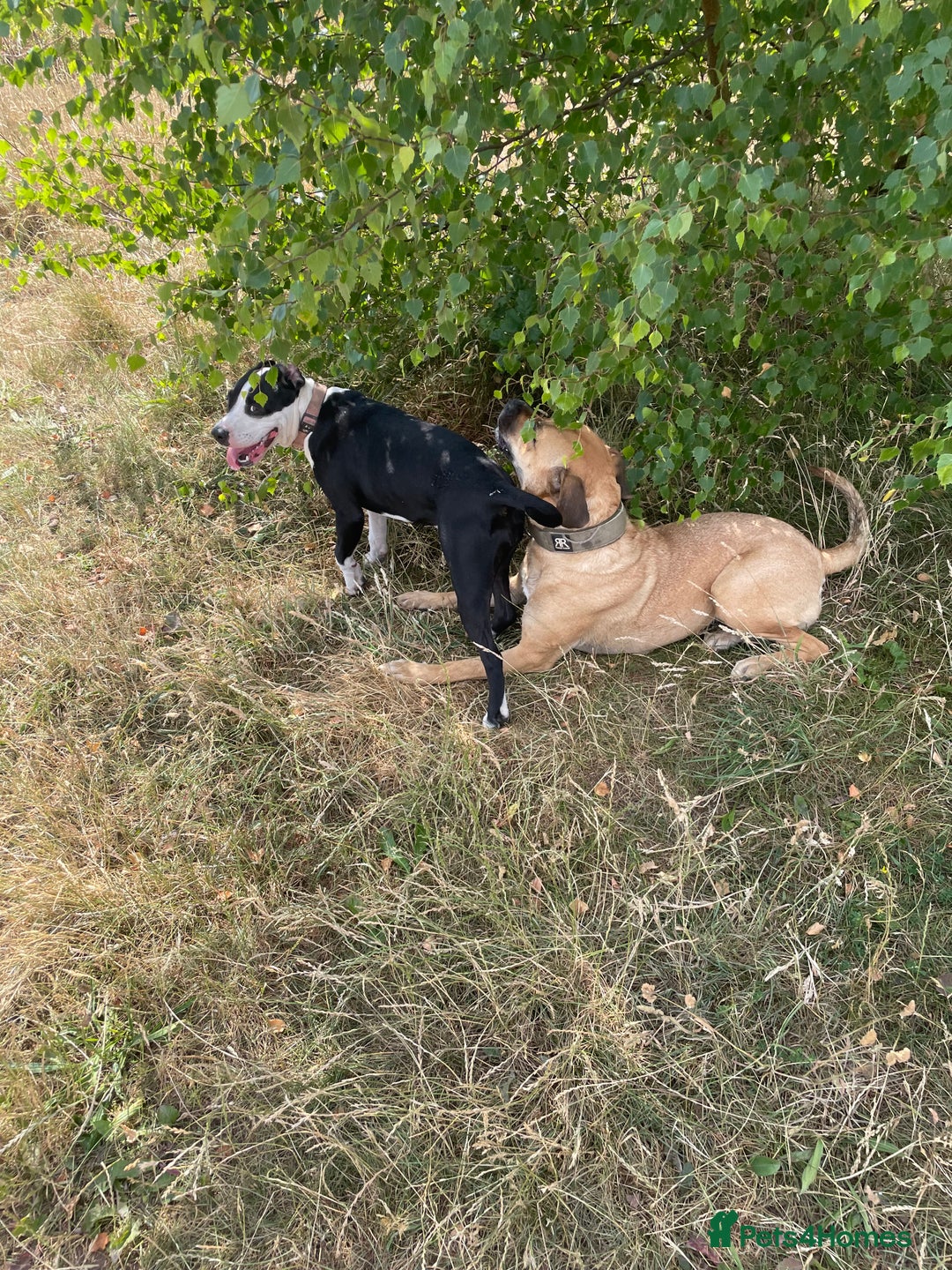 Mixed Breed dogs for sale: Bulldog cross  - Image 13
