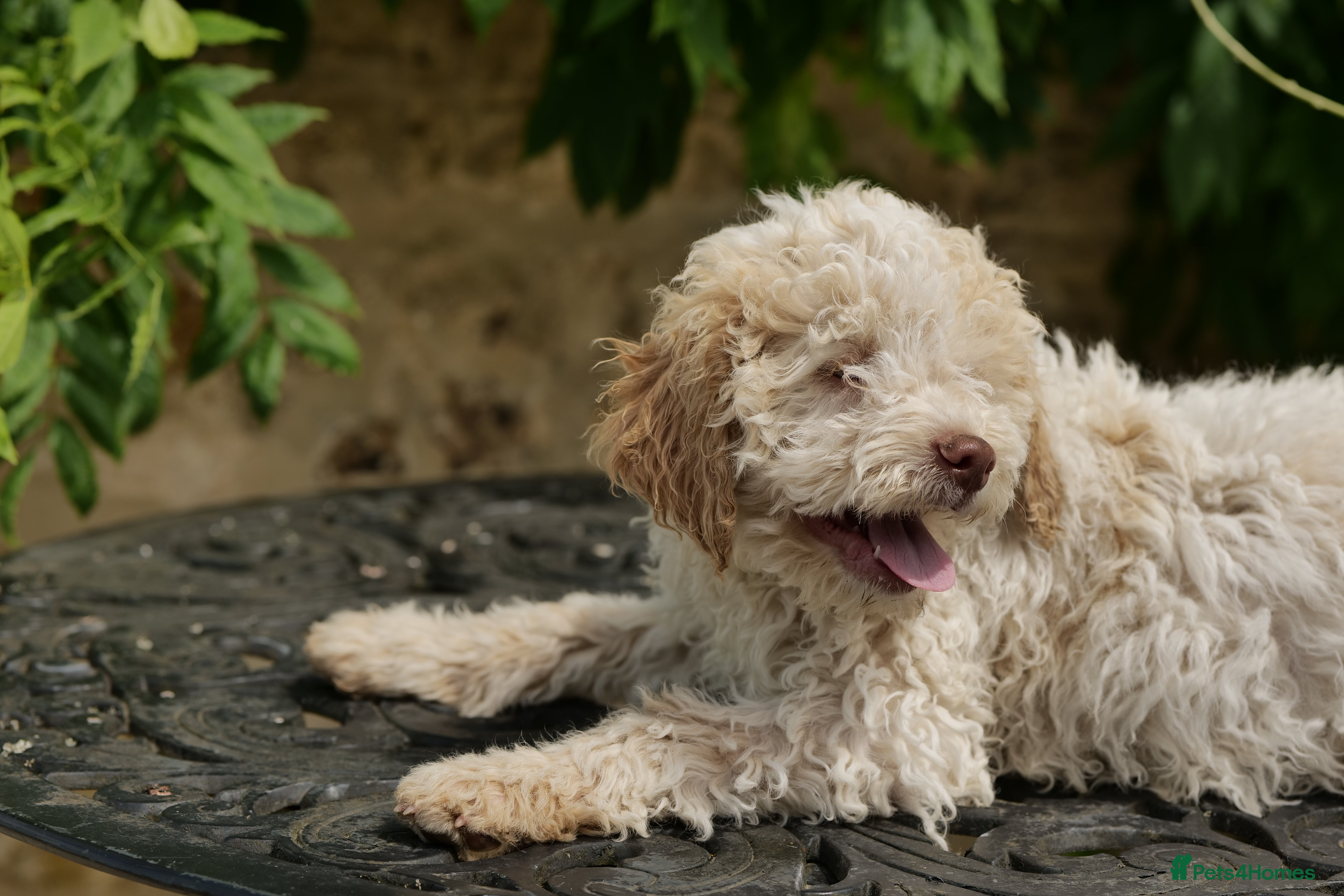 Lagotto Romagnolo dogs Lagotto Romagnolo - Advert 2