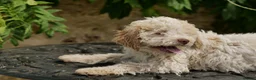 Lagotto Romagnolo dogs for sale: Lagotto Romagnolo - Advert 17