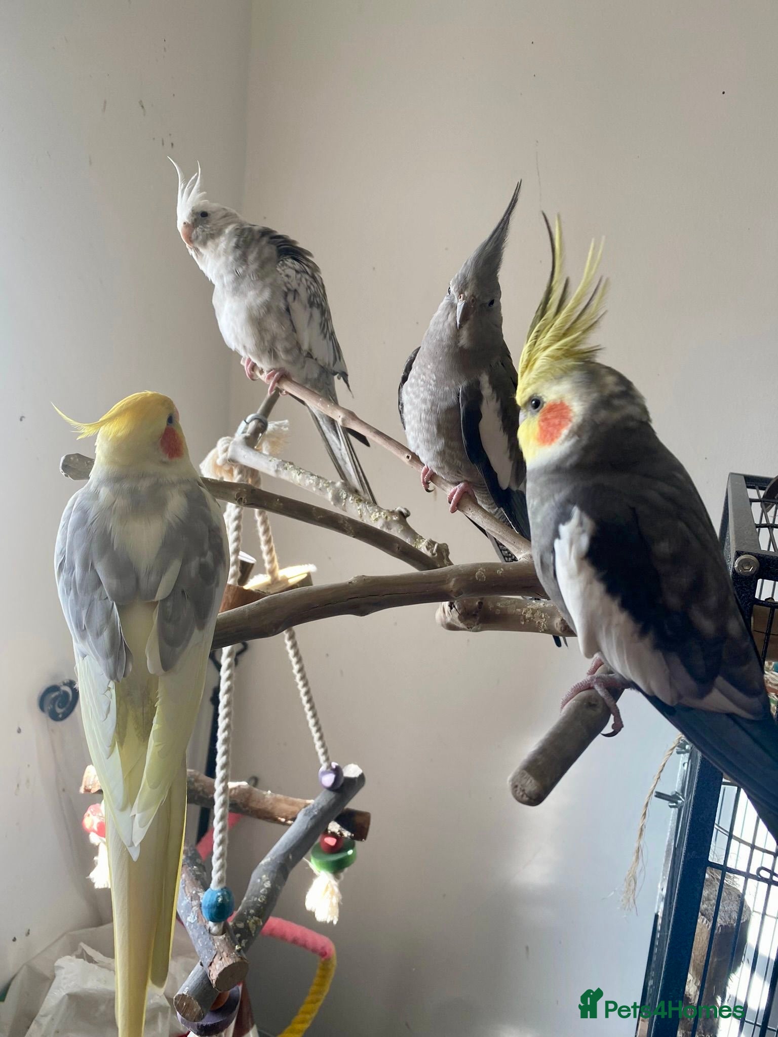 Cockatiels birds 4 Adult Cockatiels (2M, 2F) (Offers Welcome) - Advert 1