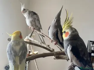 Cockatiels birds 4 Adult Cockatiels (2M, 2F) (Offers Welcome) - Advert 16