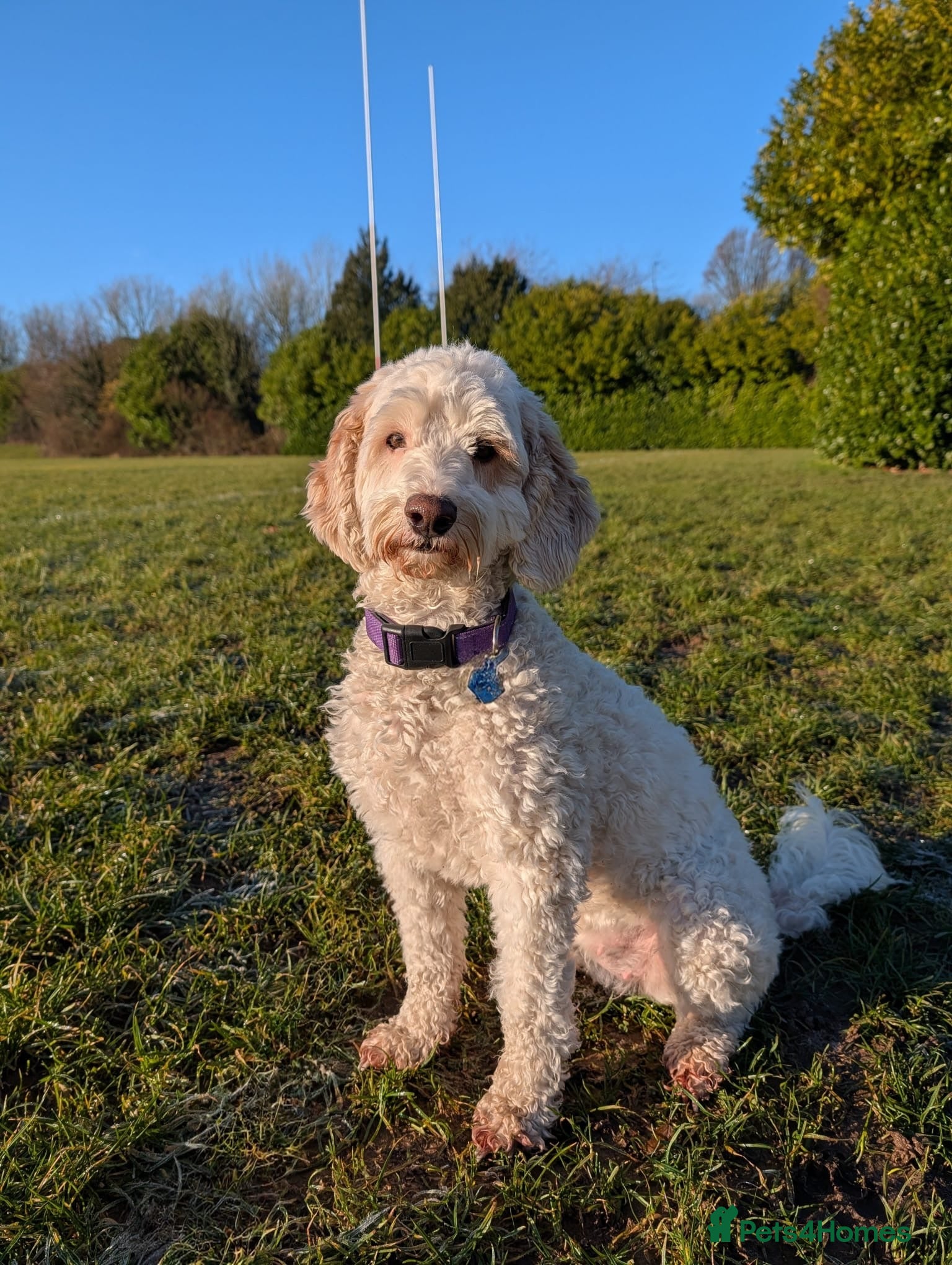 Cavapoo dogs Loveable two year-old Cavapoo Dolly - Advert 1