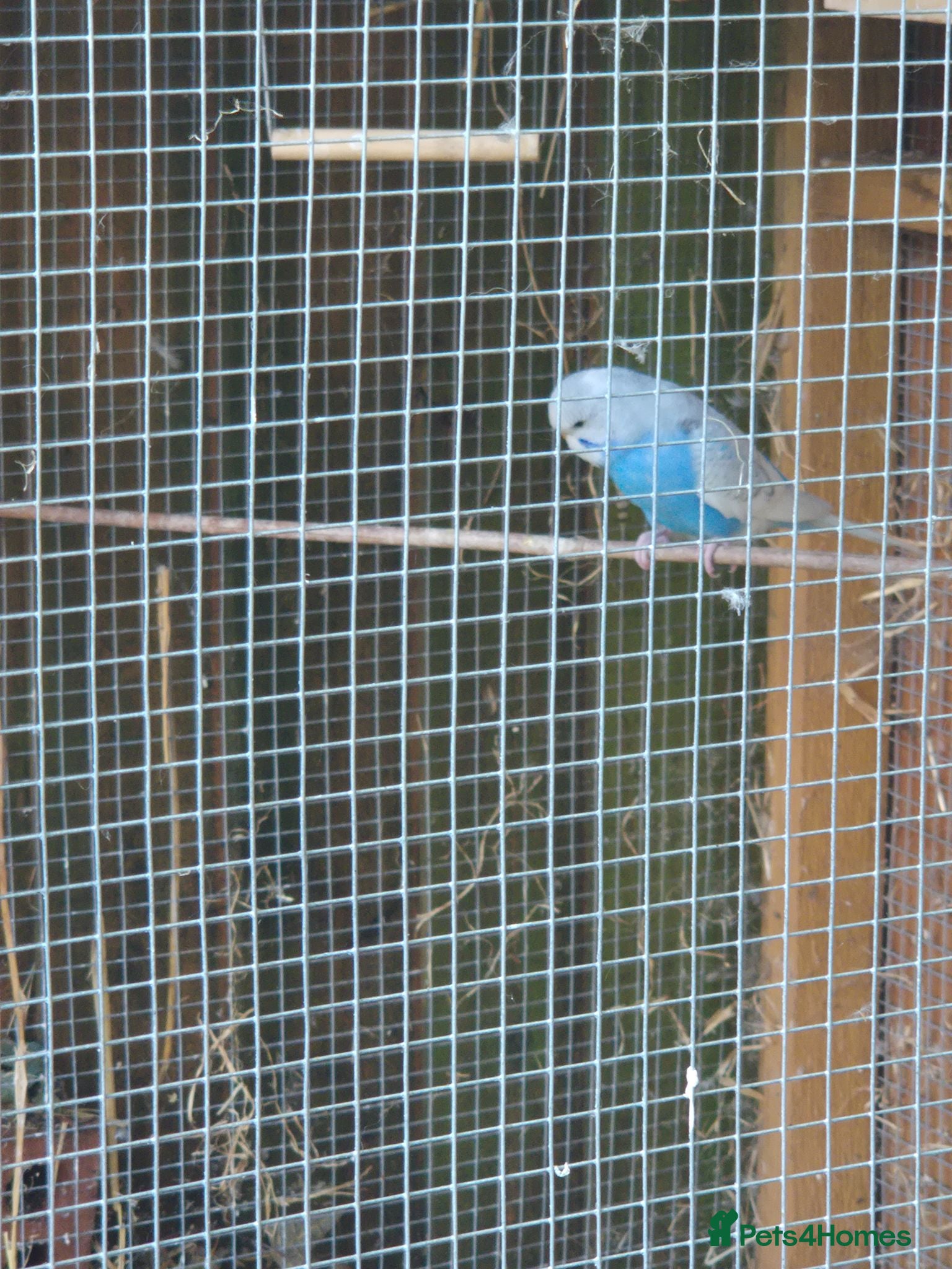 Budgerigars birds Budgie for sale male 9 weeks - Advert 1