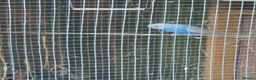 Budgerigars birds for sale: Budgie for sale male 9 weeks in Rowley Regis - Advert 1