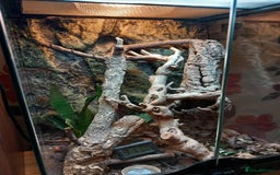 Gecko reptiles for sale: Pair of Northern Spiny tailed geckos and setup - Image 15