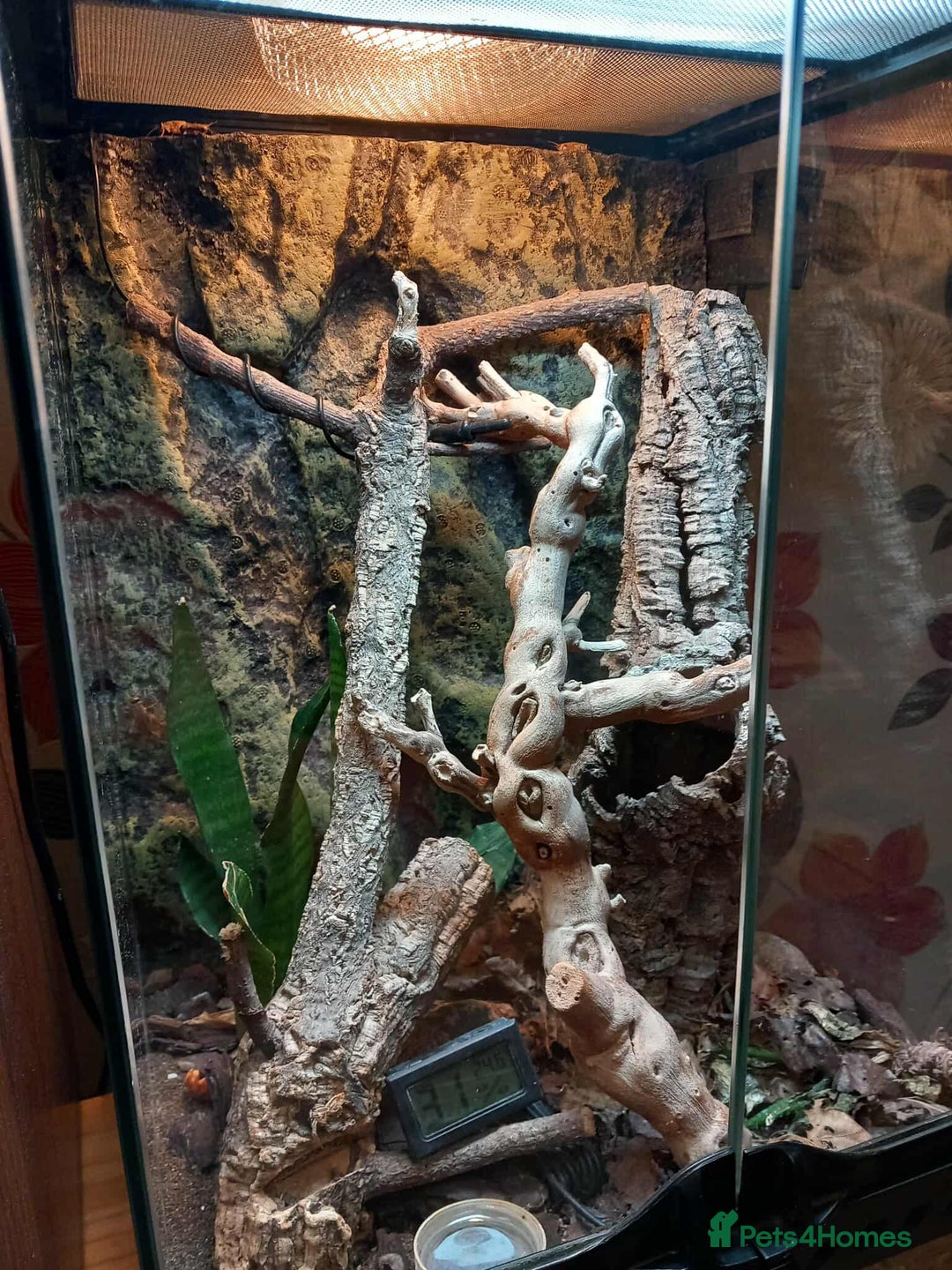 Gecko reptiles for sale: Pair of Northern Spiny tailed geckos and setup - Image 15