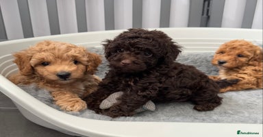 Cockapoo dogs - Advert 8