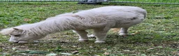Shetland pony horses for sale: Shetland foals in Romsey - Advert 7