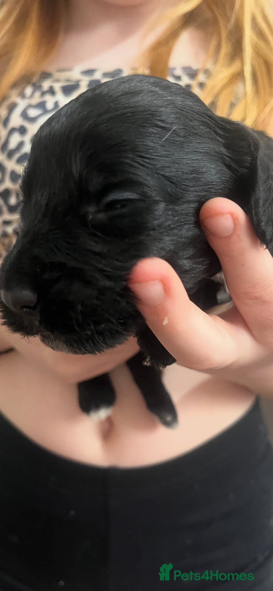 Cockapoo dogs for sale: Cockapoo Puppies - Advert 12