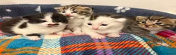 Mixed Breed cats for sale: Gorgeous Bengal cross babies  - Advert 13