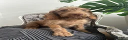 Australian Labradoodle dogs for sale: Australian labradoodle last boy reduced ready now  - Advert 16