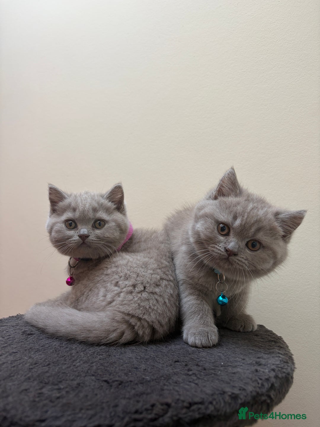 British Shorthair cats for sale: 3 lilac BSH - Advert 4