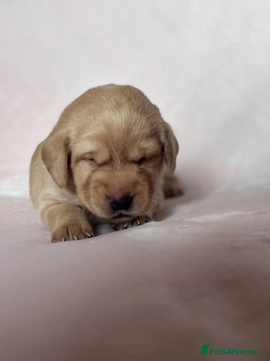 Labrador Retriever dogs for sale: Chunky yellow Labrador pups  - Advert 2