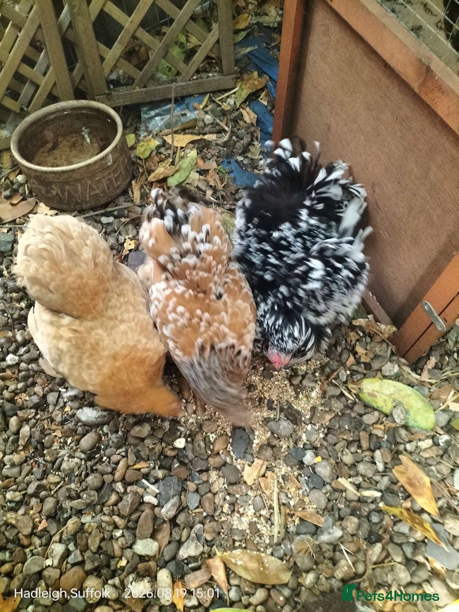 Chickens poultry NEW COOP INCLUDED! PURE PEKIN BANTAMS GOOD LAYERS - Advert 13