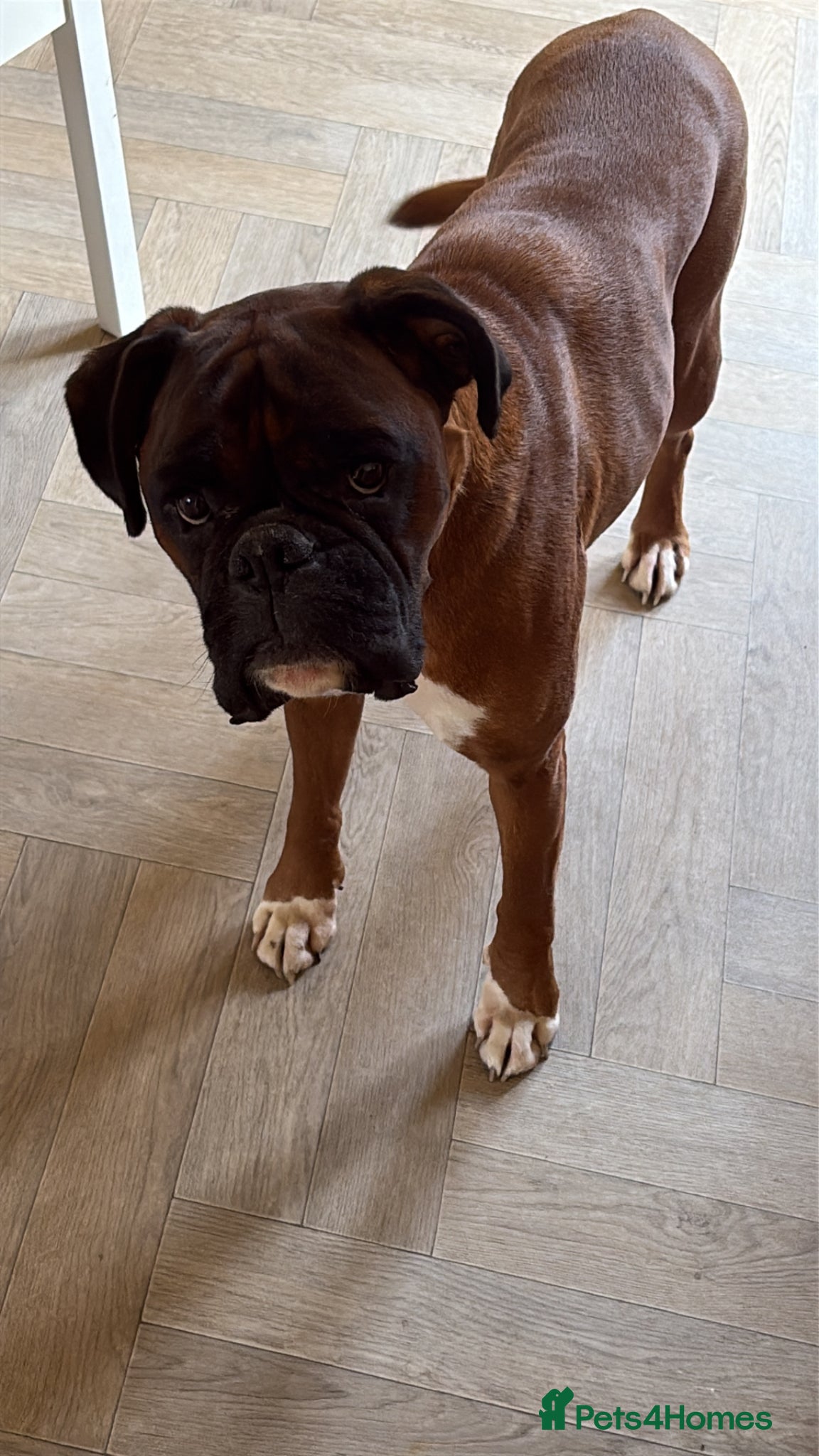 Boxer dogs 5 year old Boxer  - Advert 5