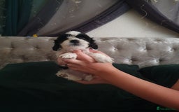 Shihpoo dogs for sale: Outstanding f1 toy shihpoos - Image 4