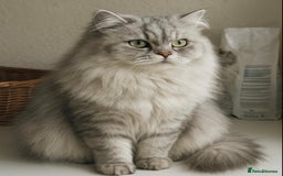 Persian cats for stud: Chinchilla Persian Silver Tip Stud - Image 2
