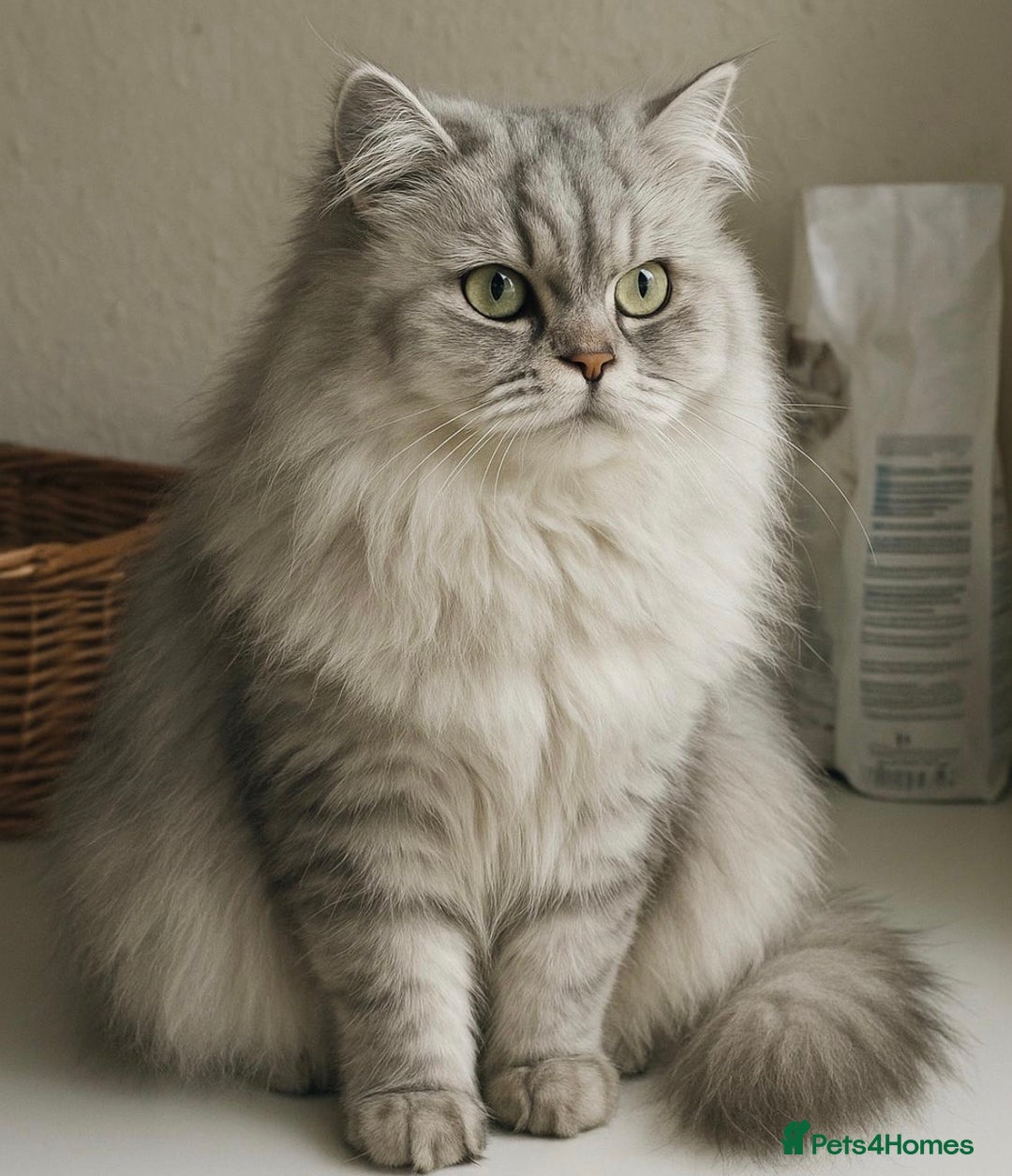 Persian cats for stud: Chinchilla Persian Silver Tip Stud - Image 2