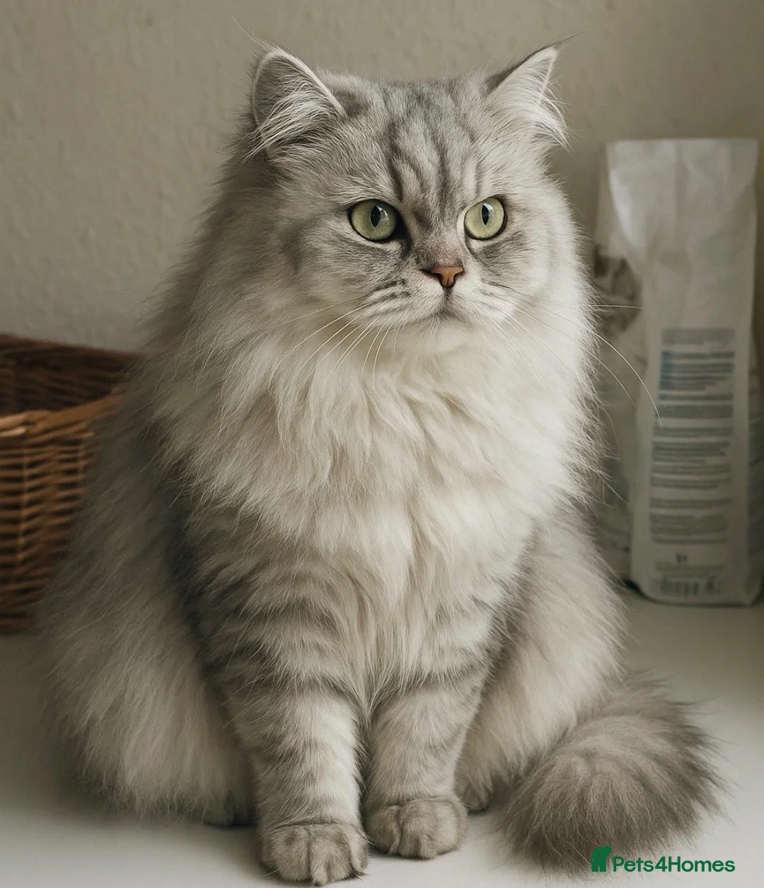 Persian cats for stud: Chinchilla Persian Silver Tip Stud - Advert 2