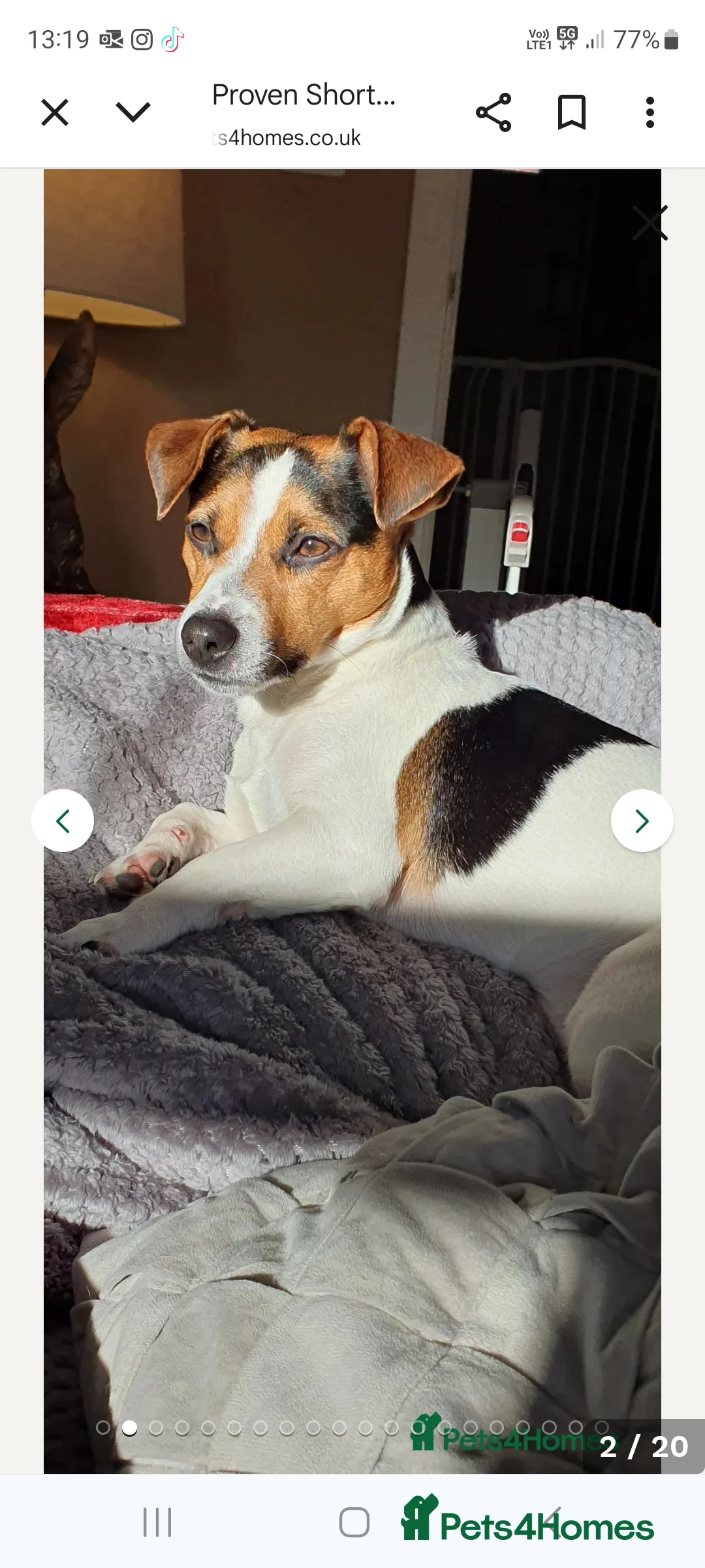 Jack Russell dogs for sale: Old fashioned short legged Jack russel pups!!! - Advert 3
