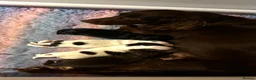 Sprocker dogs for sale: Beautiful Sprocker Puppies in Gloucester - Advert 6