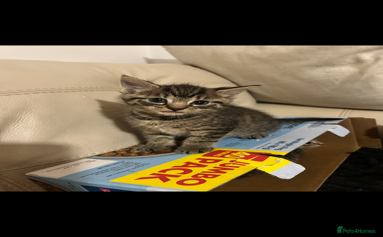 Mixed Breed cats - Advert 4