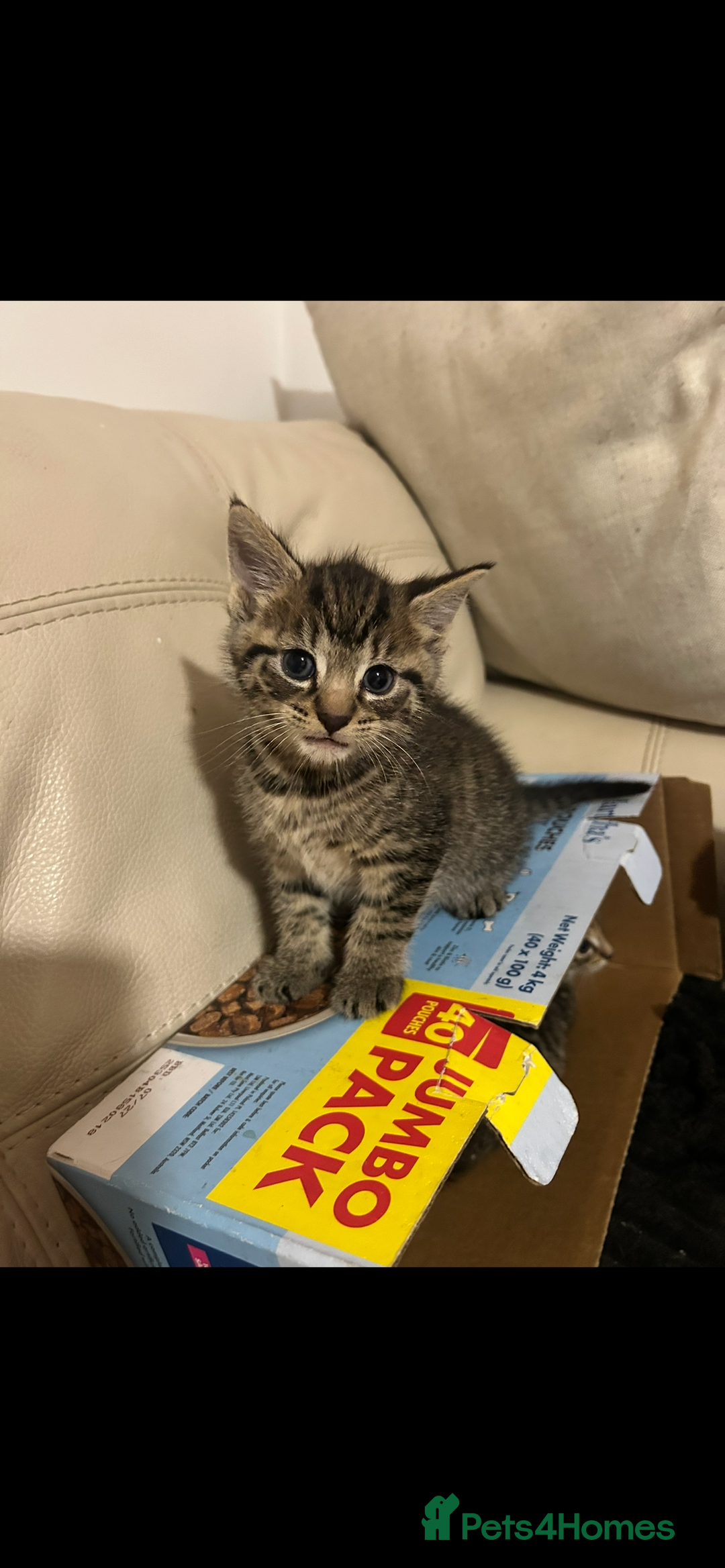 Mixed Breed cats for sale: Beautiful Striped Kittens - 4 Boys - Image 1