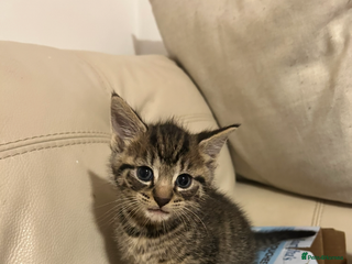 Mixed Breed cats - Advert 16