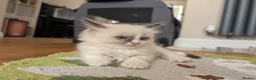 Ragdoll cats for sale: Adorable little Ragdolls  - Advert 11