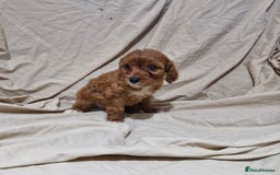 Cavapoo dogs for sale: Cavapoo puppies  - Image 9