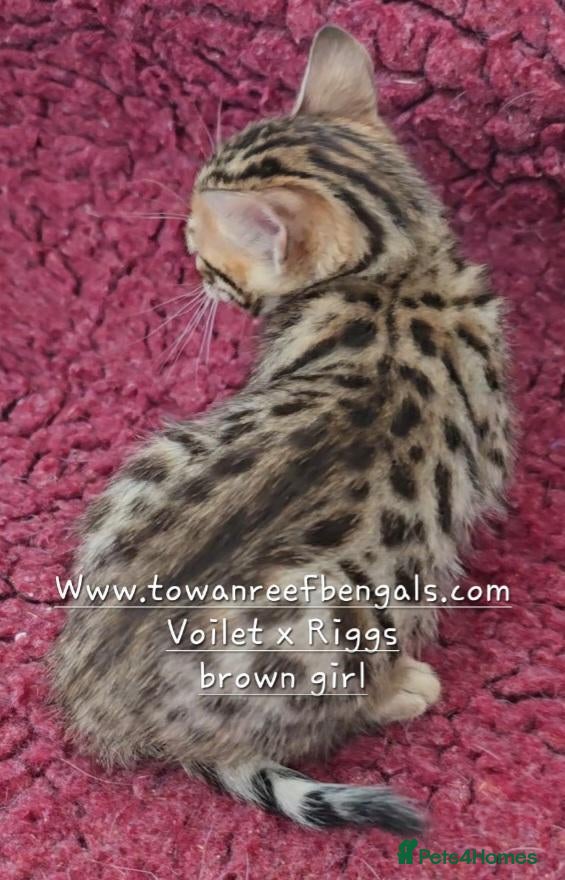 Bengal cats Tica registered bengal kittens - Advert 16