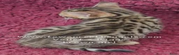 Bengal cats for sale: Tica registered bengal kittens (cashmere carriers) - Advert 2