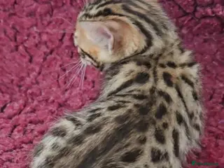 Bengal cats Tica registered bengal kittens - Advert 1