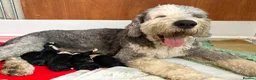 Old English Sheepdog dogs for sale: Stunning Sheepadoodles by Springfield Doodles  - Advert 13