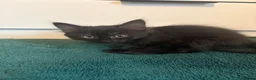 Mixed Breed cats for sale: 4 gorgeous black female kittens 🖤 - Advert 7