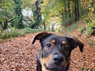 Mixed Breed dogs 9 mth old Female Rottweiler German Shepherd Cross - Advert 1