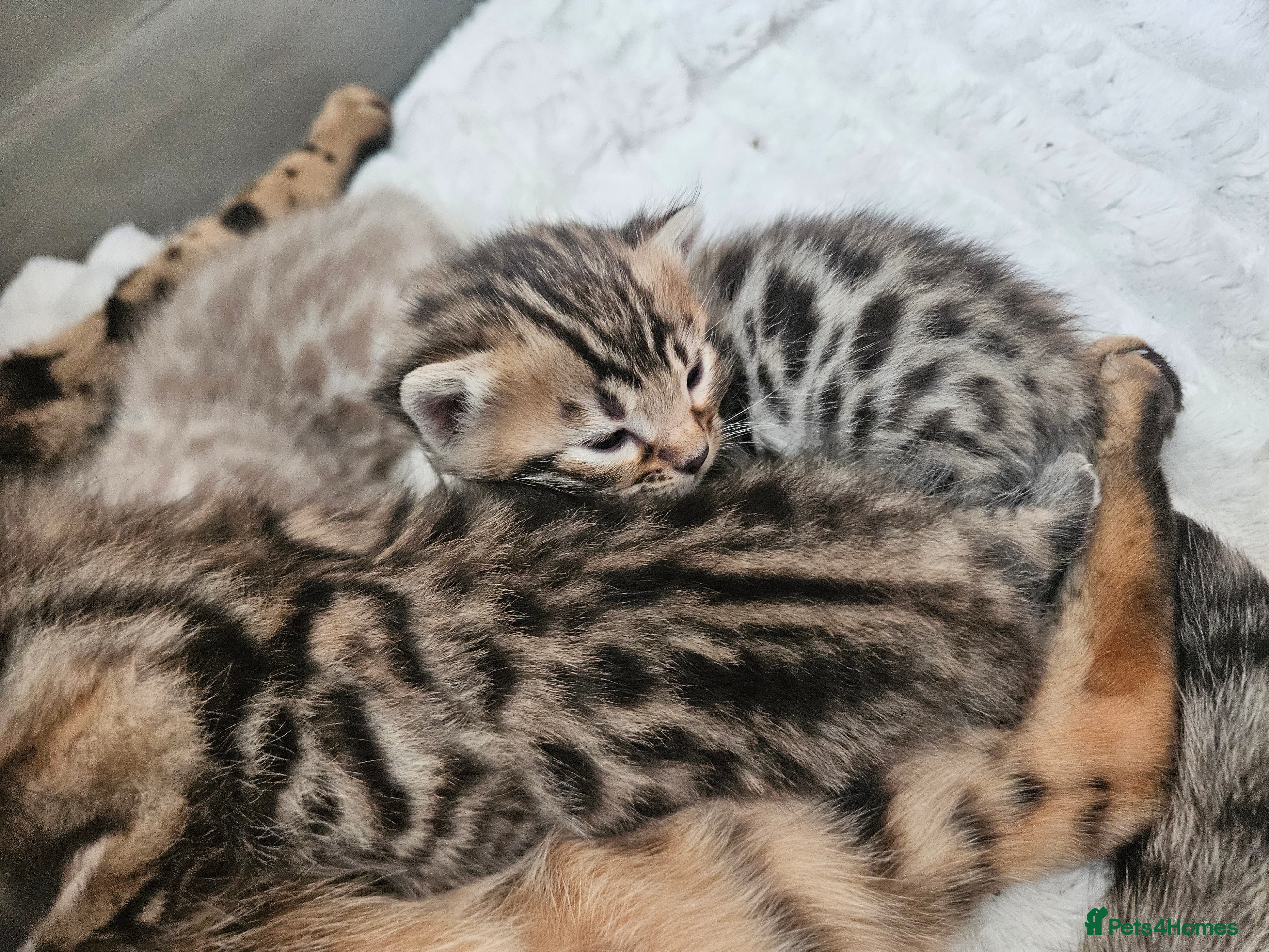 Bengal cats Stunning Bengal Kittens | TICA Registered - Advert 15