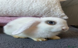 Mini Lop rabbits for sale: Holland lops  - Image 4