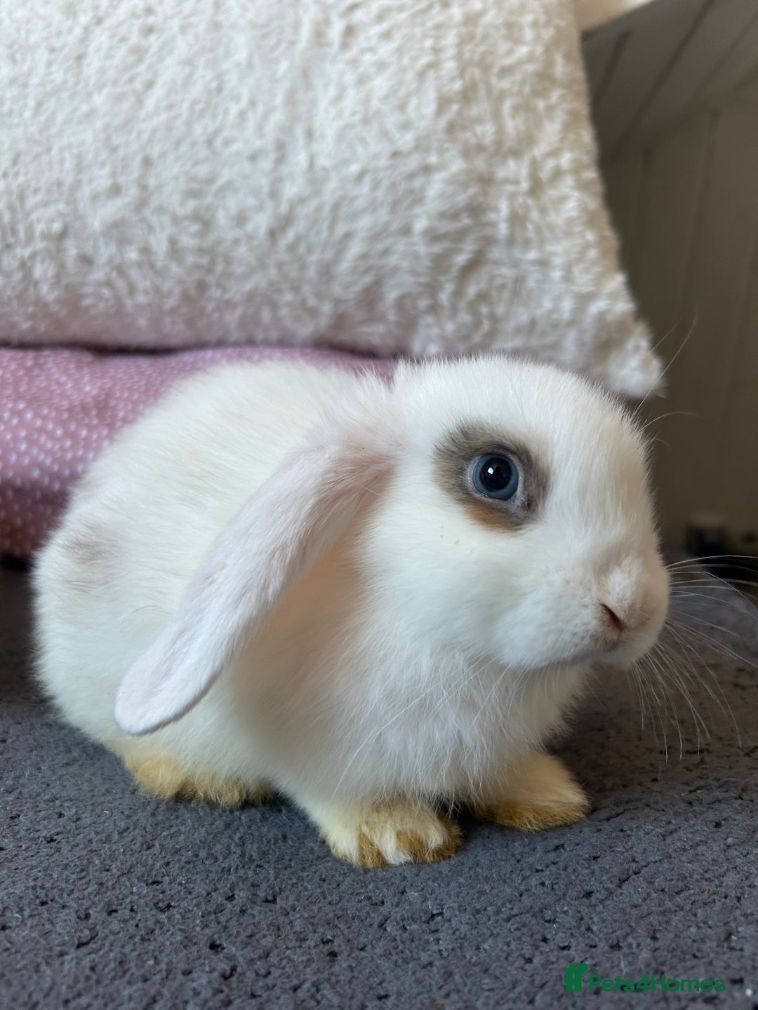 Mini Lop rabbits for sale: Holland lops  - Image 4