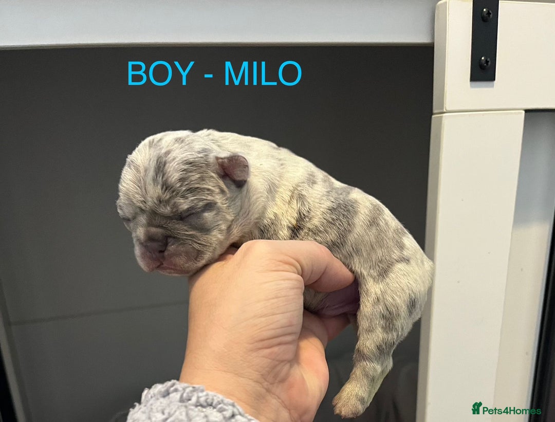 French Bulldog dogs for sale: 1 GIRL REMAINING FROM LITTER OF 5 FRENCH BULLDOGS  - Advert 17